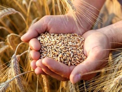 آغاز خرید تضمینی گندم در گیلان